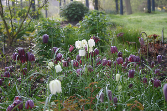 In einem Beet blüht die von Weijers gezüchtete Fritillaria meleagris ‚Alba‘ (Schachbrettblume) mit zarten weißen, herabhängenden, karierten Blütenblättern und schlanken grünen Blättern vor einem üppigen, leicht schattigen Hintergrund.