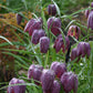 Fritillaria meleagris – Schachbrettblume von Weijers blüht im Freien mit violetten, schachbrettartig angeordneten Blüten und grünen Blättern, auf deren Blütenblättern der Tau glitzert, vor einem verschwommenen grünen Hintergrund.
