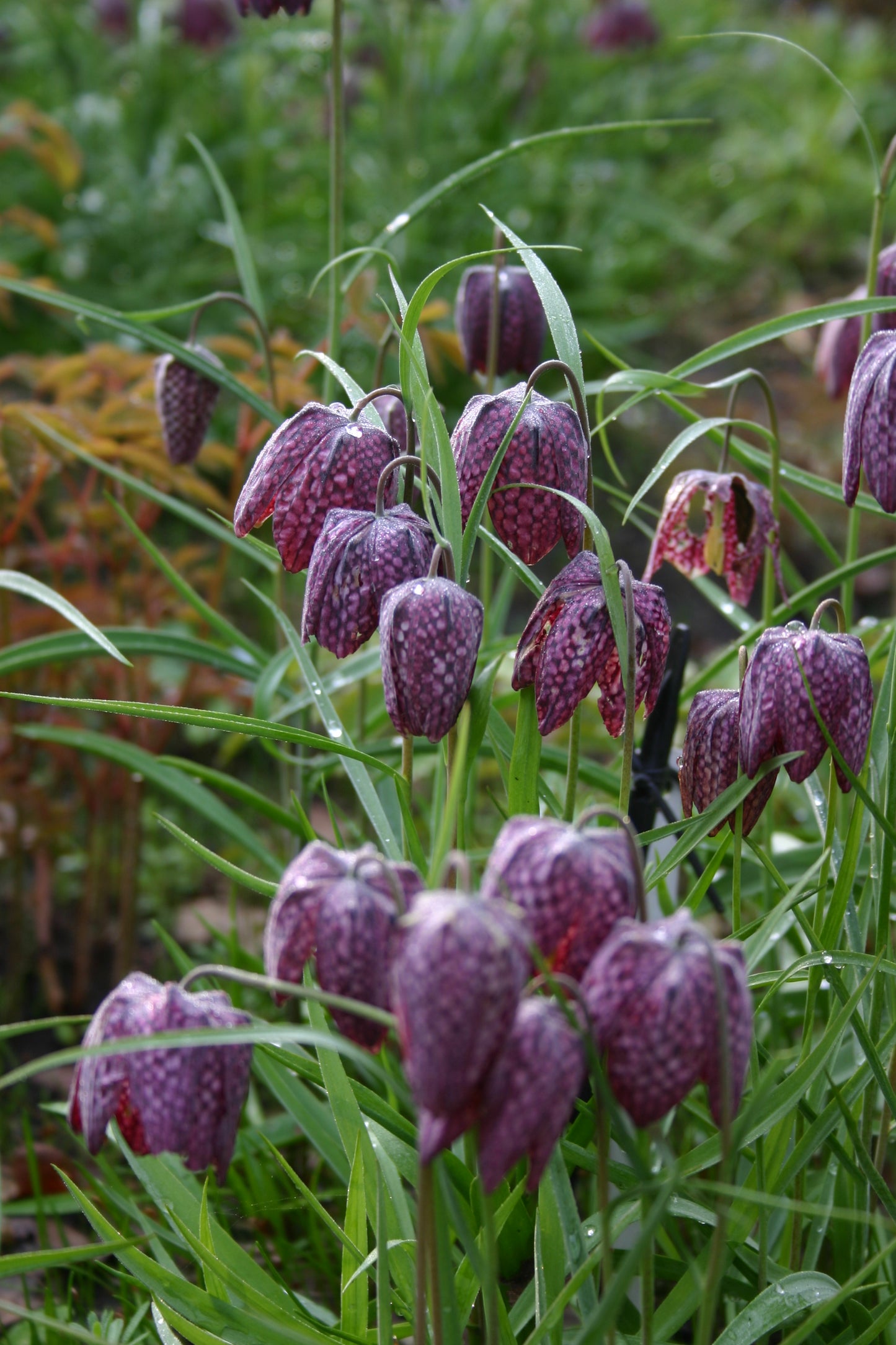 Fritillaria meleagris – Schachbrettblume von Weijers blüht im Freien mit violetten, schachbrettartig angeordneten Blüten und grünen Blättern, auf deren Blütenblättern der Tau glitzert, vor einem verschwommenen grünen Hintergrund.