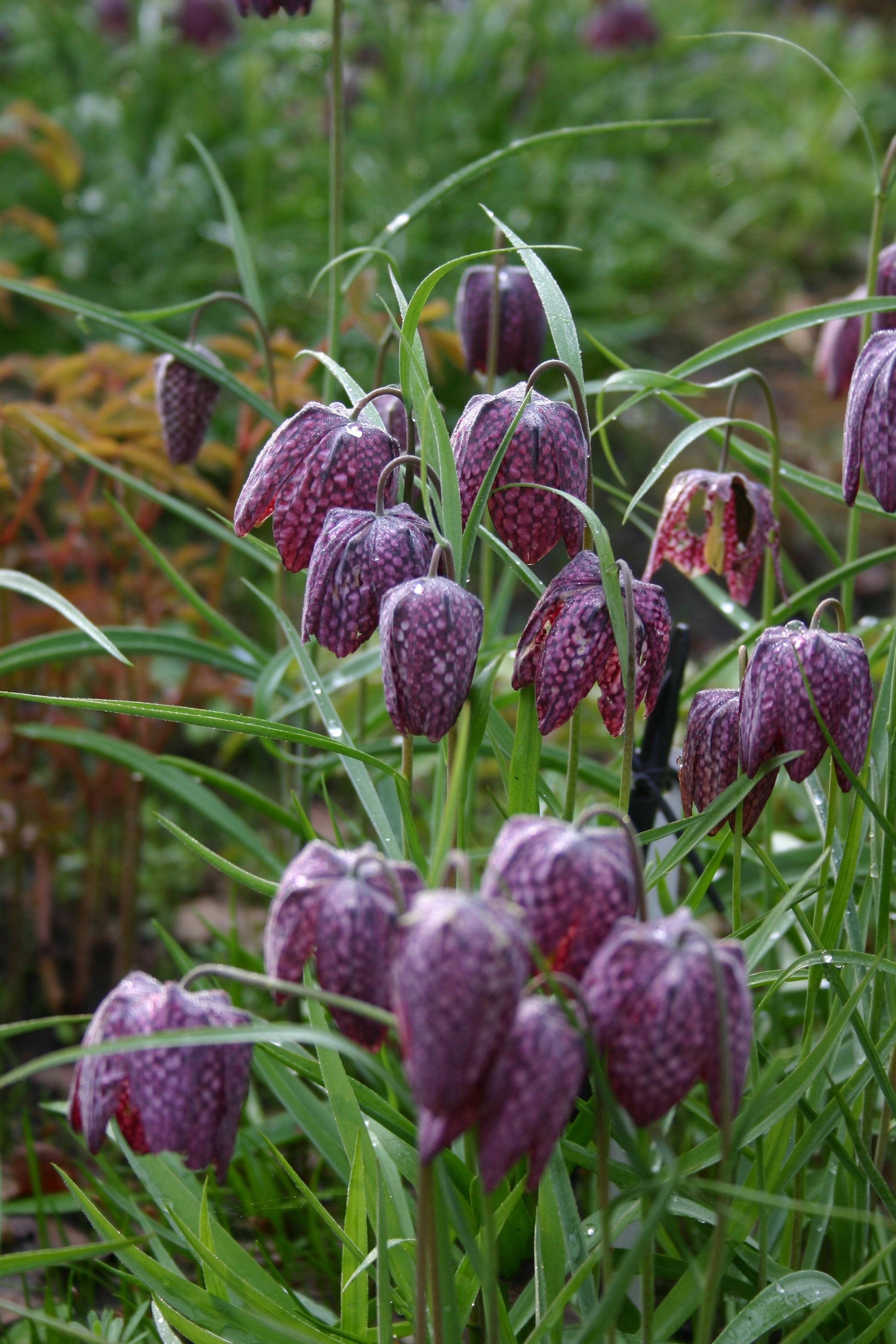 Fritillaria meleagris – Schachbrettblume von Weijers blüht im Freien mit violetten, schachbrettartig angeordneten Blüten und grünen Blättern, auf deren Blütenblättern der Tau glitzert, vor einem verschwommenen grünen Hintergrund.
