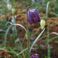 Eine Nahaufnahme einer Fritillaria meleagris – Schachbrettblume von Weijers zeigt ihre purpurbraune, karierte, glockenförmige Blüte inmitten von grünem Gras und verschwommenen weißen Blüten im Hintergrund.