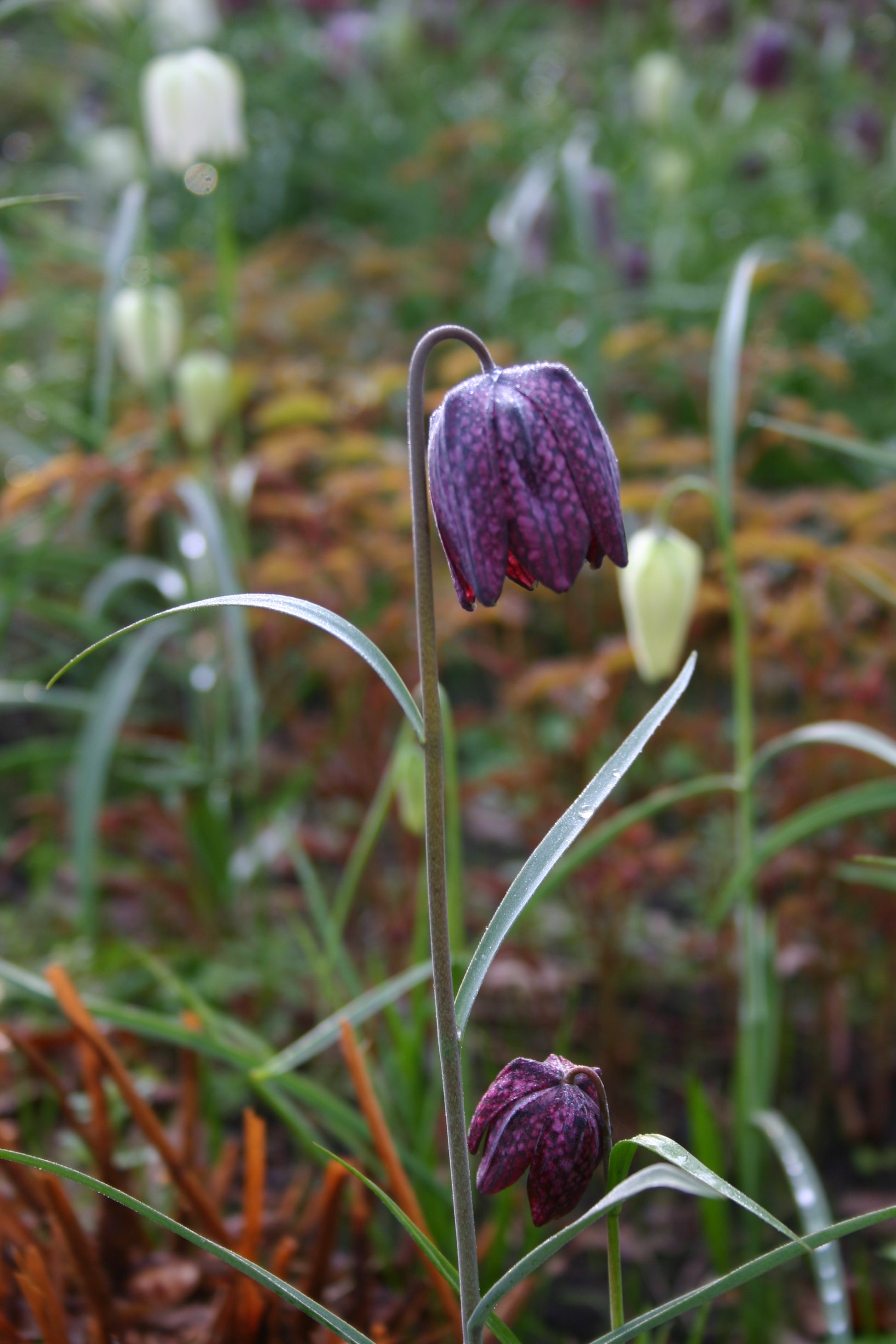 Eine Nahaufnahme einer Fritillaria meleagris – Schachbrettblume von Weijers zeigt ihre purpurbraune, karierte, glockenförmige Blüte inmitten von grünem Gras und verschwommenen weißen Blüten im Hintergrund.