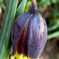 Eine Nahaufnahme einer einzelnen Knospe der Fritillaria uva-vulpis – Fuchstrauben-Fritillarie – aus Weijers, die dunkelviolette Blütenblätter mit gelben Spitzen vor einem verschwommenen grünen Hintergrund aus Blättern und Stielen zeigt.