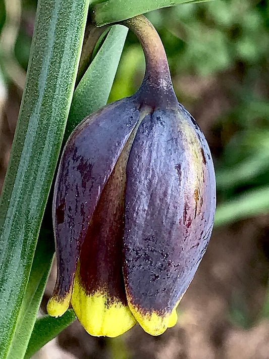 Eine Nahaufnahme einer Knospe der Fritillaria uva-vulpis von Weijers, die dunkelviolette Blütenblätter mit gelben Spitzen zeigt, die an braun-violette Glocken erinnern, vor einem unscharfen natürlichen Hintergrund aus grünen Blättern.