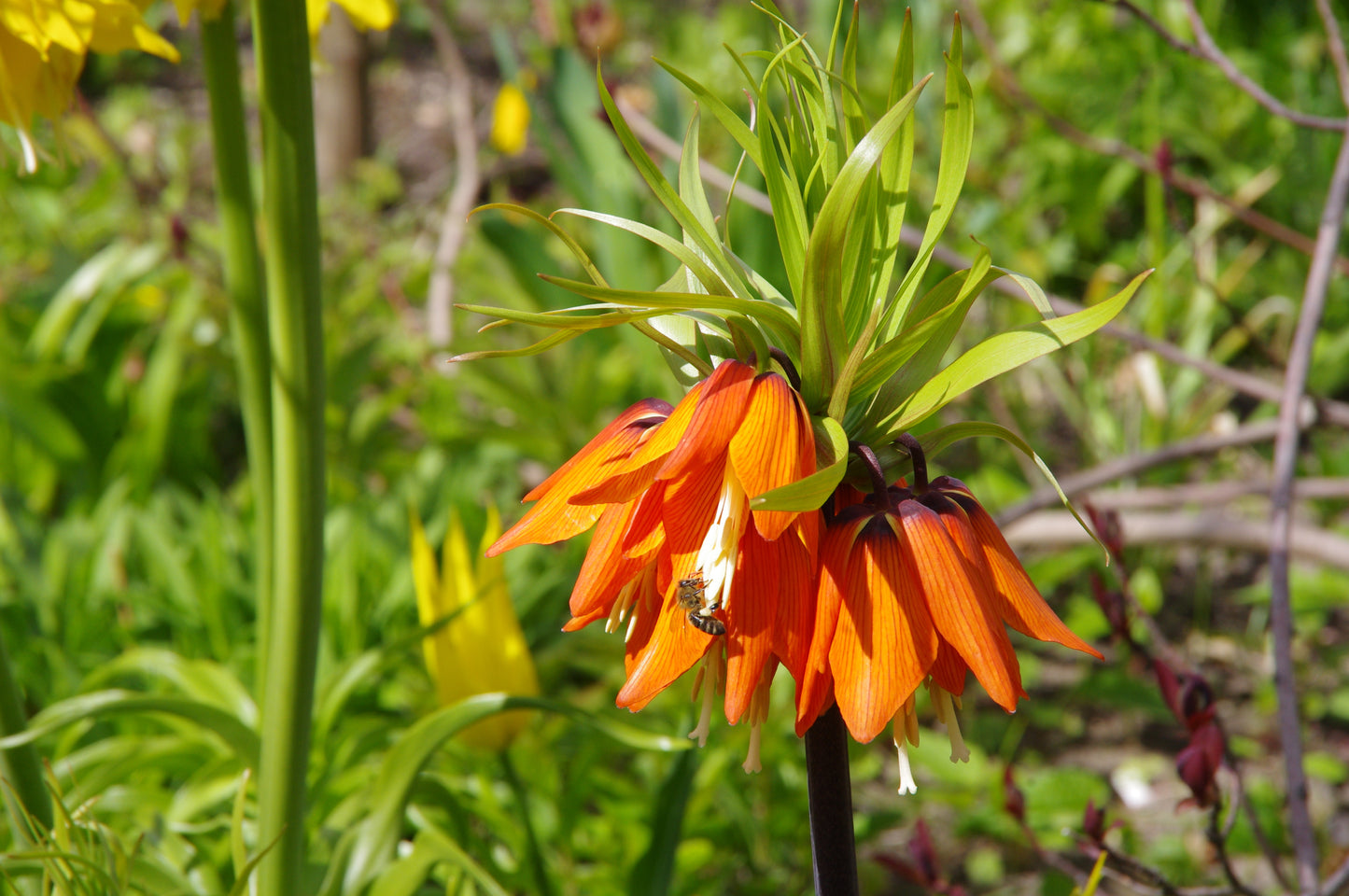 Eine Nahaufnahme von Weijers Fritillaria imperialis ‚Rubra‘ (Kaiserkrone) mit leuchtend orangefarbenen Blüten und grünen Blättern. Eine Biene sammelt Nektar, während üppiges Laub und gelbe Blüten den Hintergrund füllen.
