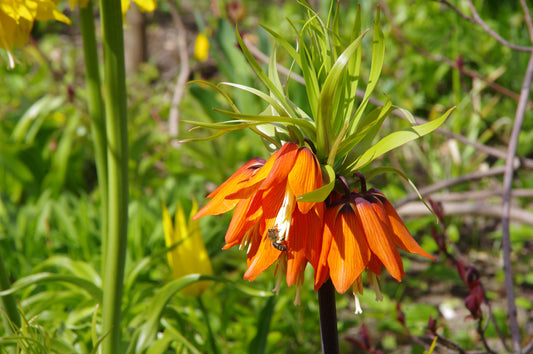Im Garten blüht eine leuchtende Fritillaria imp. ‚Rubra‘ Kaiserkrone von Weijers, deren orangerote Blütenblätter über das grüne Laub herabhängen. Eine Biene ruht auf einer Blüte, umgeben von üppigem Grün und leuchtend gelben Blüten im Hintergrund.