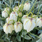 Ein Büschel blasser, cremeweißer, glockenförmiger Blüten mit grünen Streifen und schlanken Stielen – Fritillaria meleagris ‚Alba‘ (Schachbrettblume) von Weijers – sticht durch seine Eleganz inmitten des flaumigen grünen Laubs hervor.