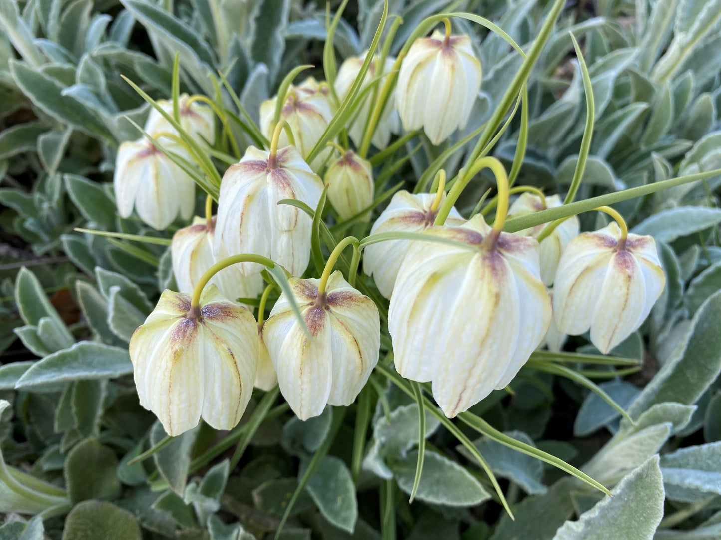 Ein Büschel blasser, cremeweißer, glockenförmiger Blüten mit grünen Streifen und schlanken Stielen – Fritillaria meleagris ‚Alba‘ (Schachbrettblume) von Weijers – sticht durch seine Eleganz inmitten des flaumigen grünen Laubs hervor.