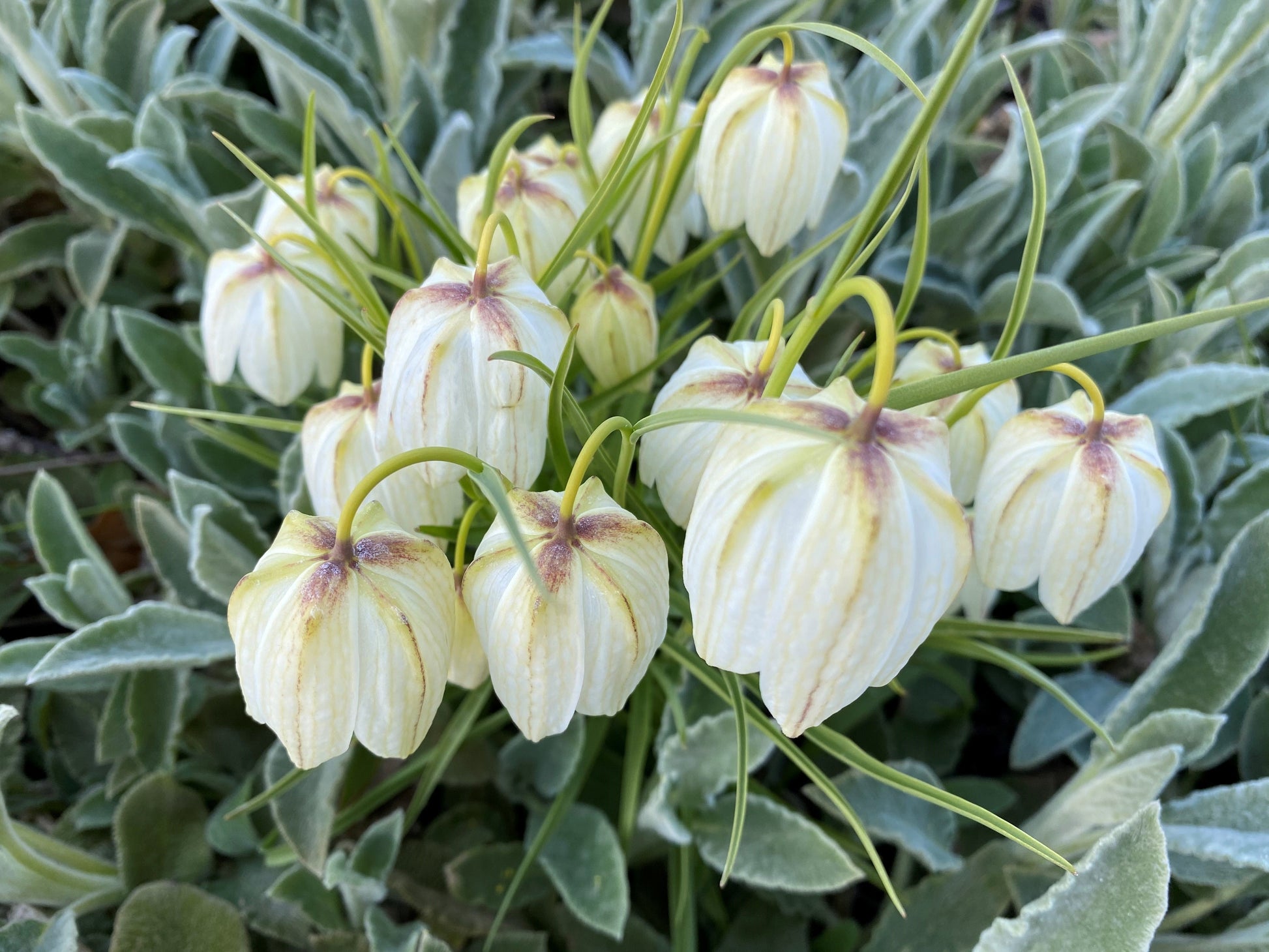 Ein Büschel blasser, cremeweißer, glockenförmiger Blüten mit grünen Streifen und schlanken Stielen – Fritillaria meleagris ‚Alba‘ (Schachbrettblume) von Weijers – sticht durch seine Eleganz inmitten des flaumigen grünen Laubs hervor.