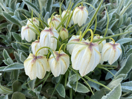 Die Fritillaria mele. ‚Alba‘ Kaiserkrone von Weijers zeichnet sich durch blassgelbe, ballonartige Knospen mit violetten Adern und einem Hauch von Karomuster aus, die von langen grünen Stielen und silbergrünen Blättern umrahmt werden. Blütezeit: April bis Mai.