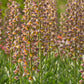 Hohe Stiele der Fritillaria persica ‚Magic Bells‘ von Verberghe, einer neuen zweifarbigen Persischen Kaiserkrone, blühen dicht beieinander inmitten üppig grüner Blätter und heben sich an einem sonnigen Tag vom verschwommenen Grün ab.