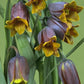 Eine Gruppe von Fritillaria uva-vulpis (Fuchstrauben-Fritillarie) von Weijers zeigt weintraubengroße, violette Blüten mit gelben Zentren inmitten langer grüner Blätter vor einem zartgrünen Hintergrund.