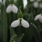 Nahaufnahme des Galanthus elwesii „Beluga“-Schneeglöckchens von Verberghe, die zarte weiße Blüten mit grüner Markierung an ballonartigen Blütenblättern sowie grüne Stiele und Blätter im sanften Licht zeigt.