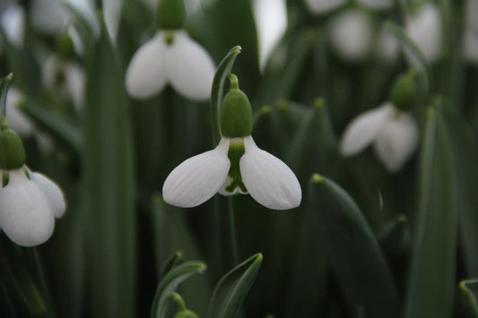 Nahaufnahme von Galanthus elwesii ‚Beluga‘ von Verberghe, mit weißen Blüten und grünen Stielen – ein Schneeglöckchen im Vordergrund scharf abgebildet, während die anderen im Hintergrund sanft unscharf erscheinen.
