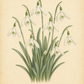 Botanische Illustration von Galanthus nivalis ‚Mount Everest‘ – Schneeglöckchen von Weijers, einer robusten, spätblühenden Schneeglöckchen-Sorte mit großen weißen Blüten, die mit zarten grünen Markierungen verziert sind, dargestellt neben schlanken grünen Blättern auf beigem Hintergrund.