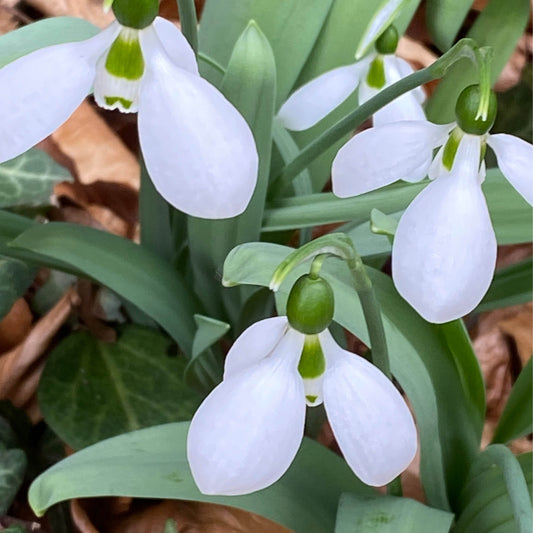 Nahaufnahme von Galanthus 'Polar Bear' Elwes – Schneeglöckchen von Weijers mit grünen Stielen und Blättern, umgeben von braunem Laub und Grün, das die Ankunft von Februar und März ankündigt.