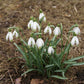 Die Galanthus nivalis ‚Viridapiece‘ – Grünspitziges Schneeglöckchen von Verberghe – zeichnet sich durch weiße Blüten mit grün gespitzten Blütenblättern und grünen Stielen aus. Sie blüht von Februar bis März, gedeiht sowohl in der Sonne als auch im Halbschatten und kündigt den frühen Frühling an.