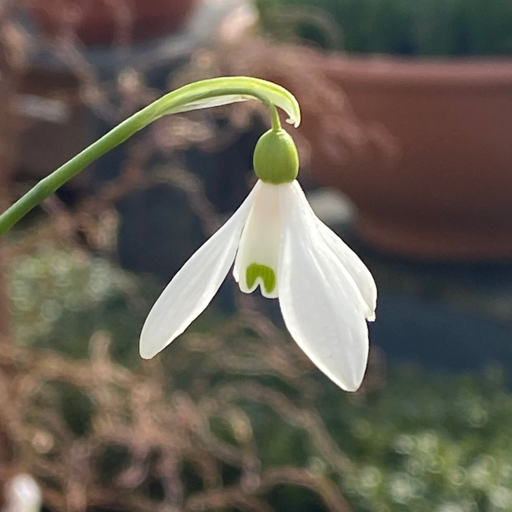 Eine Nahaufnahme einer einzelnen Galanthus woronowii (Woronow-Schneeglöckchen) von Weijers mit grünen Markierungen auf den inneren Blütenblättern, die sanft an einem gebogenen Stiel herabhängt und im Februar–März vor einem verschwommenen braun-grünen Hintergrund blüht.