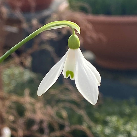Eine Nahaufnahme einer einzelnen Galanthus woronowii (Woronow-Schneeglöckchen) von Weijers mit grünen Markierungen auf den inneren Blütenblättern, die sanft an einem gebogenen Stiel herabhängt und im Februar–März vor einem verschwommenen braun-grünen Hintergrund blüht.