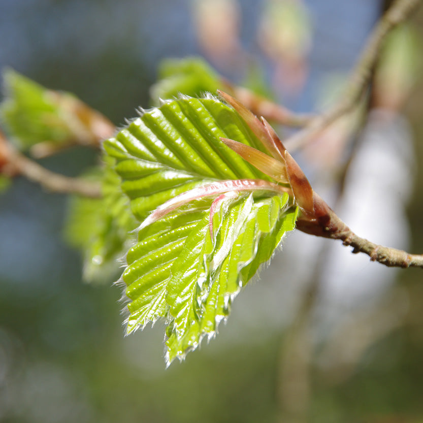 Leuchtend grüne, gezackte Buchenblätter, die sich aus einer Knospe an einem Zweig entfalten, zu sehen am Sa., 13.3.2027 | 11.00 – 12.30 Uhr in GARTENTALK – Gedanken zum Gärtnern im Frühling der Königlichen Gartenakademie.