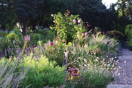 Ein sonnenbeschienener Garten mit dichten, farbenfrohen Blumen und einem zentralen Rosenstock zeigt inspirierende Gartenbepflanzung - entdecken Sie mehr bei "Do. 16.04.2026 | 10.00-13.00 HALBTAGESKURS Der Mixed Border" der Königlichen Gartenakademie.