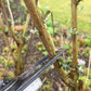 Eine Gartenschere führt einen präzisen Gehölzschnitt an einem kleinen, verholzten Strauchstamm durch – am Freitag, den 5.2.2027, von 11:00 bis 13:00 Uhr im Rahmen des WORKSHOPS Gehölzschnitt an der Königlichen Gartenakademie.