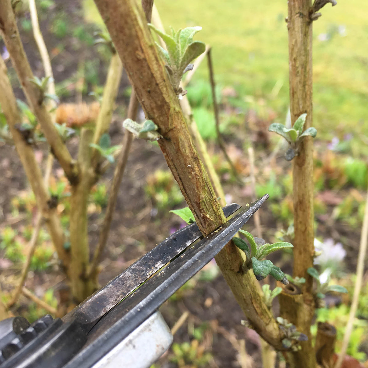 Nahaufnahme einer Gartenschere beim Gehölzschnitt an einem Strauchzweig während des WORKSHOPS Gehölzschnitt am Freitag, 29.1.2027, 14.00 – 16.00 Uhr an der Königlichen Gartenakademie.