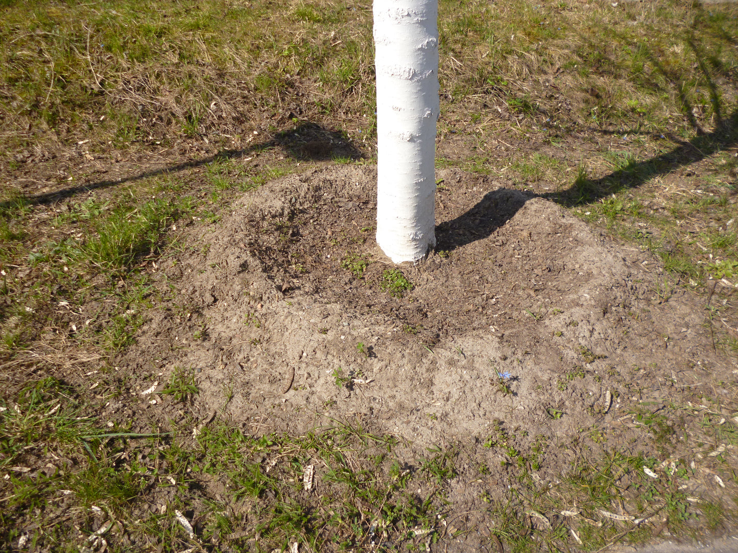Ein Baumstamm umgeben von einem Erdhügel auf einer Wiese - ideal für die Bepflanzung mit dem Sa. 26.09.2026 | 15.00-17.00 Uhr INTENSIVKURS Der Obstgarten im Herbst NEU der Königlichen Gartenakademie, während weiche Schatten auf den nackten Boden fallen.