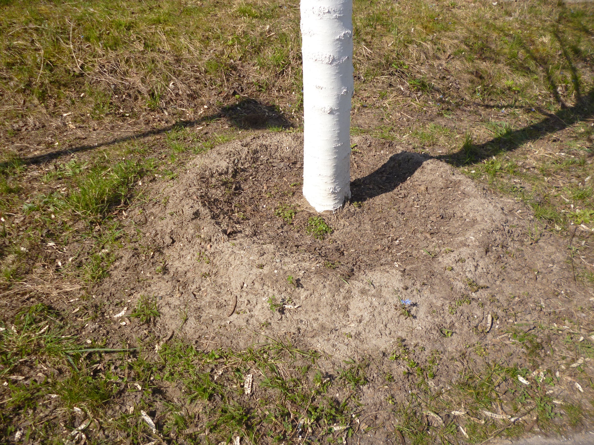 Ein Baumstamm umgeben von einem Erdhügel auf einer Wiese - ideal für die Bepflanzung mit dem Sa. 26.09.2026 | 15.00-17.00 Uhr INTENSIVKURS Der Obstgarten im Herbst NEU der Königlichen Gartenakademie, während weiche Schatten auf den nackten Boden fallen.