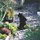 Eine schwarze Katze sitzt auf einem steinernen Gartenweg, umgeben von üppigen Beeten, inspiriert von der ZWEI-TAGES-MASTERCLASS der Königlichen Gartenakademie "Gestalten Sie Ihr eigenes Beet" (28.-29.10.2026), wobei das Sonnenlicht weiche Schatten wirft.