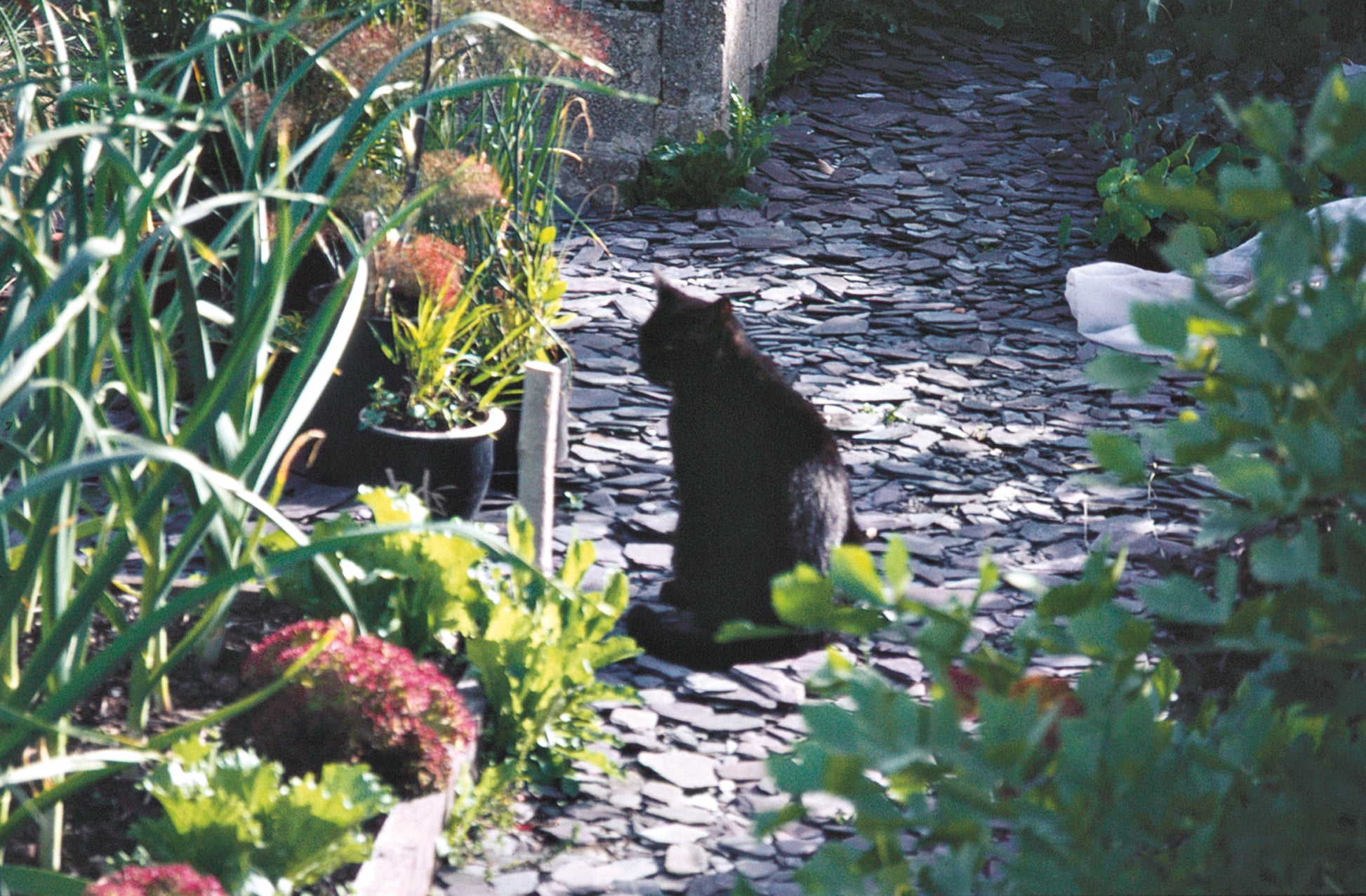 Eine schwarze Katze sitzt auf einem steinernen Gartenweg, umgeben von üppigen Beeten, inspiriert von der ZWEI-TAGES-MASTERCLASS der Königlichen Gartenakademie "Gestalten Sie Ihr eigenes Beet" (28.-29.10.2026), wobei das Sonnenlicht weiche Schatten wirft.