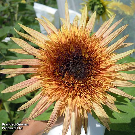 Eine Nahaufnahme von Thompson & Morgan | Sonnenblume 'Astra Rose' zeigt halbgefüllte Blüten mit blassgelben und orangefarbenen Blütenblättern, einer dunklen Mitte und grünem Laub. Das Bild wurde Thompson und Morgan zur Verfügung gestellt.