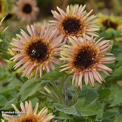 Drei Thompson & Morgan Sonnenblumen 'Astra Rose' mit halbgefüllten Blüten und dunkler Mitte blühen im Freien. Eine Biene landet auf einer von ihnen, umgeben von üppigen grünen Blättern und einem sanft verschwommenen Gartenhintergrund. Marke: Thompson und Morgan.