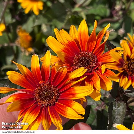 Nahaufnahme von zwei leuchtenden Blüten von Thompson & Morgan | Sonnenauge 'Burning Hearts' mit roten und gelben nektarreichen Blütenblättern und dunkler Mitte. Eine Hand hält sanft eine der Thompson und Morgan Stauden gegen grüne Blätter.
