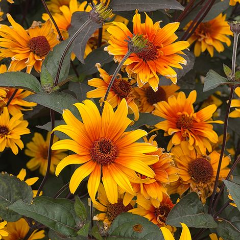 Thompson und Morgans Sonnenauge 'Burning Hearts' hat leuchtende, gänseblümchenartige gelbe und orangefarbene Blüten mit dunkler Mitte und grünem Laub, die mit ihren nektarreichen Blüten die ganze Saison über Bestäuber anlocken.