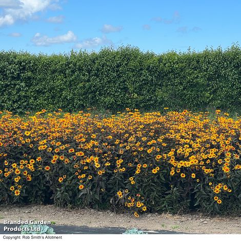 Die Thompson & Morgan Sonnenauge 'Burning Hearts' von Thompson und Morgan blüht mit nektarreichen Blüten vor einer grünen Hecke und lockt Bestäuber unter einem blauen, leicht bewölkten Himmel an.