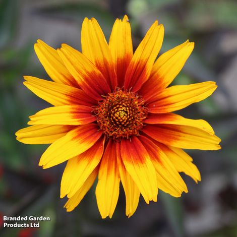 Eine Nahaufnahme von Thompson & Morgan | Sonnenauge 'Burning Hearts', einer lebhaften Staude mit gelben Blütenblättern und rot-orangener Mitte. Der verschwommene grüne Hintergrund hebt die nektarreichen Blüten hervor. In der Ecke erscheint der Text "Thompson und Morgan".