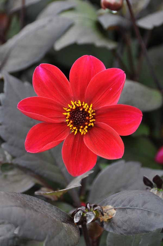 Die Dahlia 'HS Romeo' Einfache Dahlie von Weijers besticht mit leuchtend roten Blüten, dunklem Zentrum, gelben Staubgefäßen und ist insektenfreundlich; das dunkel grünlich-violette Laub rundet das attraktive Erscheinungsbild ab.