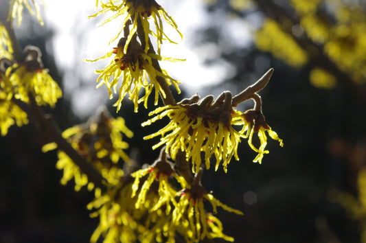Nahaufnahme von gelben Hamamelisblüten im Sonnenlicht, deren sinnliche Düfte Ihren Garten inspirieren. Kommen Sie zur Königlichen Gartenakademie "WORKSHOP Sinnliche Düfte NEU" am Di. 10.02.2026, 10-12 Uhr! Perfekt für Duftpflanzen-Fans.