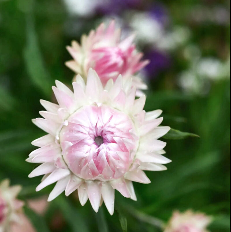 Eine Nahaufnahme der Strohblume Jora Dahl | Helichrysum bracteatum 'Silvery Rose' (Strohblume) mit Tau auf blassrosa Blütenblättern vor einem verschwommenen grünen Hintergrund mit violetten und weißen Anklängen.