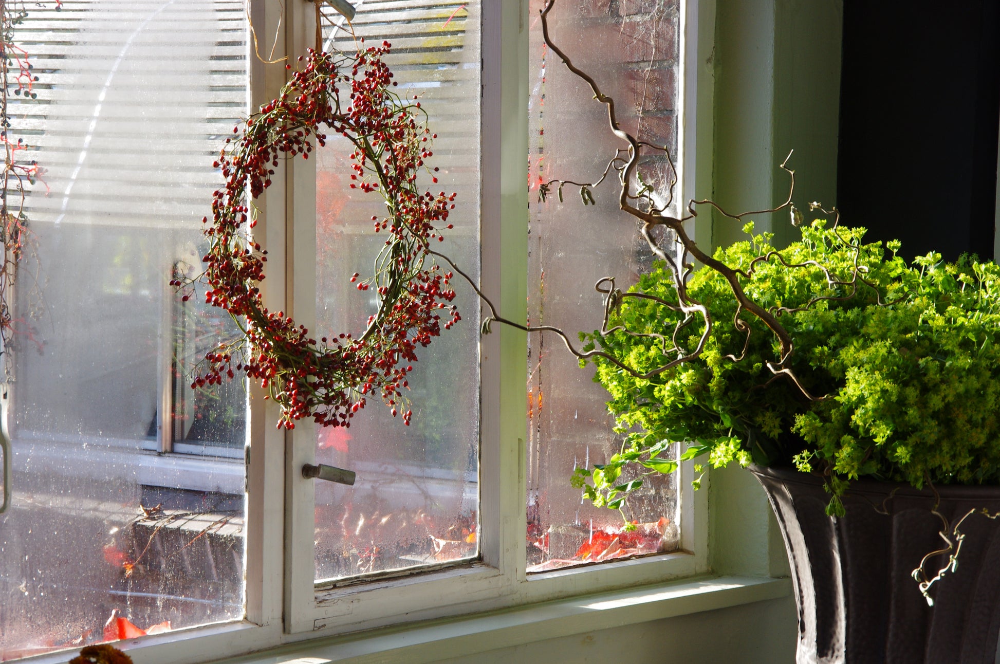 Ein sonnendurchflutetes Fenster mit einer roten Beerenkränze, einer Blattpflanze und Herbstblättern stimmt auf den "Di. 29.09.2026 | 11.00-12.30 WORKSHOP Herbstliches Türkranzbinden" der Königlichen Gartenakademie - die perfekte Inspiration für Ihre nächste Bastelstunde!.