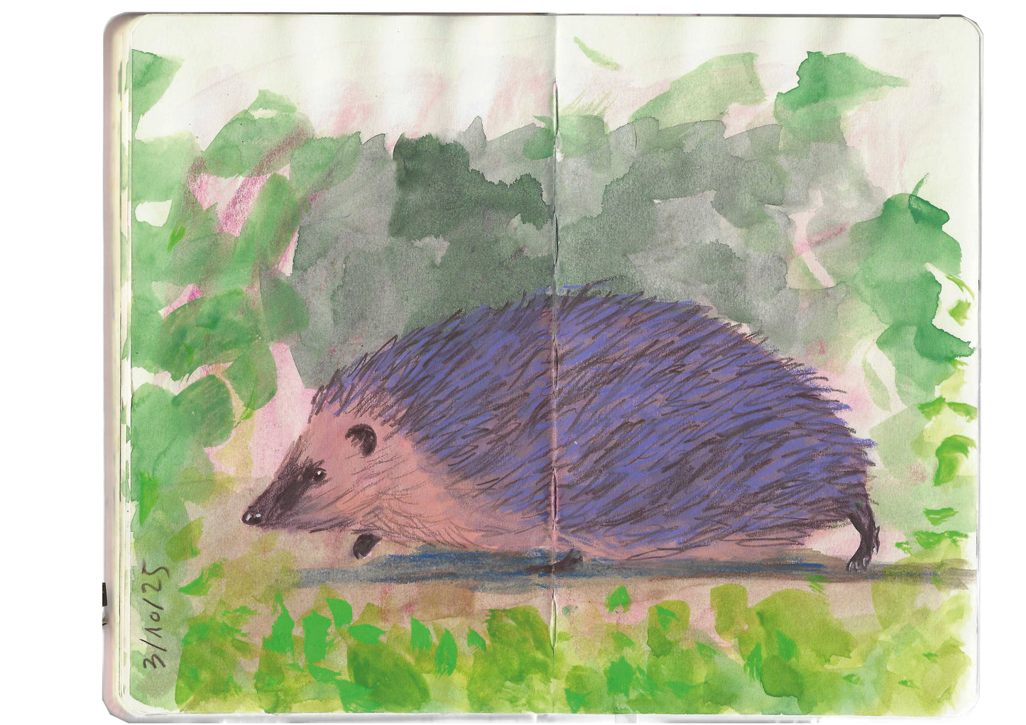 Aquarell-Illustration eines Igels mit braunem Gesicht und violetten Stacheln auf Gras, gemalt auf zwei Skizzenbuchseiten während des Königlichen Gartenakademie AQUARELL WORKSHOP Tiere Skizzieren NEU (Fr. 02.10.2026 | 10:00-13:00).