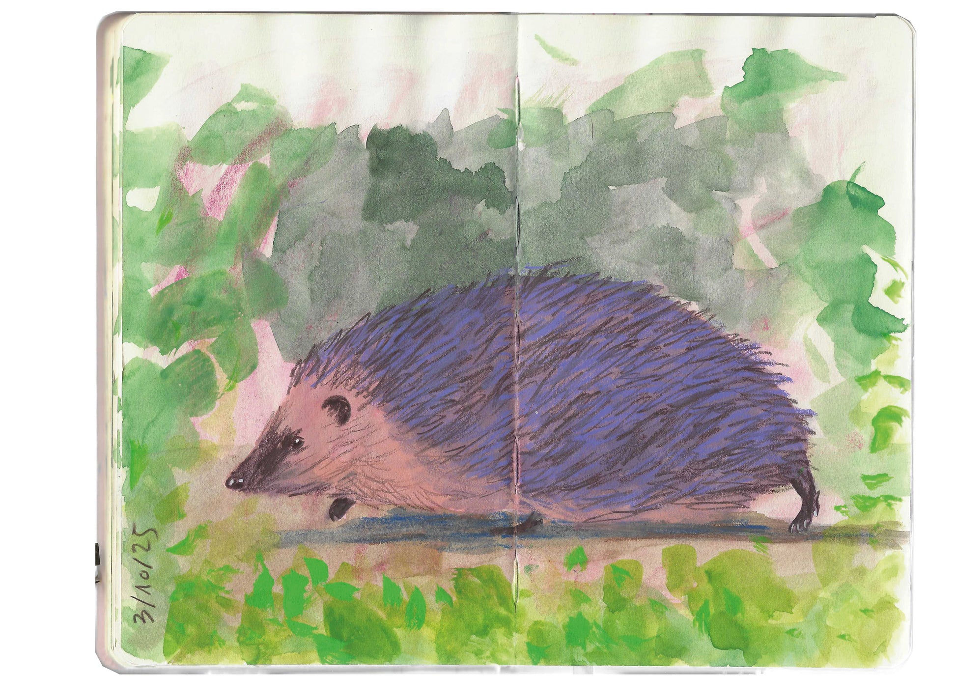 Aquarell-Illustration eines Igels mit braunem Gesicht und violetten Stacheln auf Gras, gemalt auf zwei Skizzenbuchseiten während des Königlichen Gartenakademie AQUARELL WORKSHOP Tiere Skizzieren NEU (Fr. 02.10.2026 | 10:00-13:00).