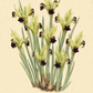 Botanische Illustration von Hermodactylus tuberosus (Syn. Iris tuberosa) – Wolfsschwertel von Verberghe, die eine Gruppe grünlicher Blüten und violetter Blüten mit langen, schlanken Blättern zeigt, vor einem cremefarbenen Hintergrund, darunter handschriftlich der Name der Pflanze.