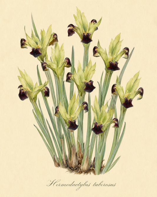 Botanische Illustration von Hermodactylus tuberosus (Syn. Iris tuberosa) – Wolfsschwertel von Verberghe, die eine Gruppe grünlicher Blüten und violetter Blüten mit langen, schlanken Blättern zeigt, vor einem cremefarbenen Hintergrund, darunter handschriftlich der Name der Pflanze.