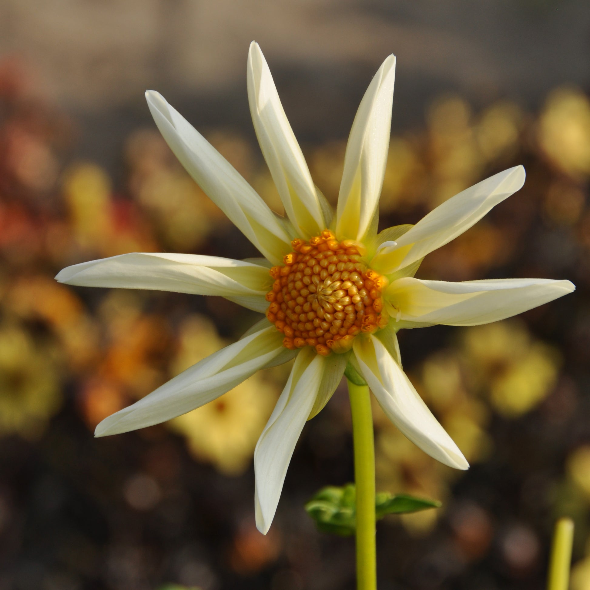 Eine Nahaufnahme von Weijers Dahlia 'Honka' Sterndahlie Gelb zeigt die sternförmigen, blassgelben Blütenblätter und die orange-gelbe Mitte vor einem verschwommenen Hintergrund aus gelbem und braunem Laub.