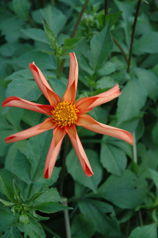 Eine einzelne orange-gelbe, sternförmige Dahlia 'Honka Oranje' Sterndahlie von Weijers mit langen, schmalen Blütenblättern, die zwischen grünen Blättern blüht.