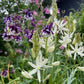 Eine Nahaufnahme von weißen sternförmigen und violetten glockenförmigen Blüten in einem Garten illustriert den "Fr. 25.09.2026 | 13.00-16.00 HALBTAGESKURS Gärtnern ganz einfach! NEU" der Königlichen Gartenakademie - ideal für pflegeleichte Gartengestaltung.