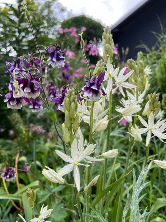 Eine Nahaufnahme von weißen sternförmigen und violetten glockenförmigen Blüten in einem Garten illustriert den "Fr. 25.09.2026 | 13.00-16.00 HALBTAGESKURS Gärtnern ganz einfach! NEU" der Königlichen Gartenakademie - ideal für pflegeleichte Gartengestaltung.