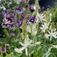 In einem Garten, der im Rahmen des Workshops Halbtageskurs: Gärtnern ganz einfach! am Fr., 19.3.2027 | 13.00 – 16.00 Uhr gestaltet wurde, wachsen violette und weiße Akeleien sowie weiße, sternförmige Blüten.